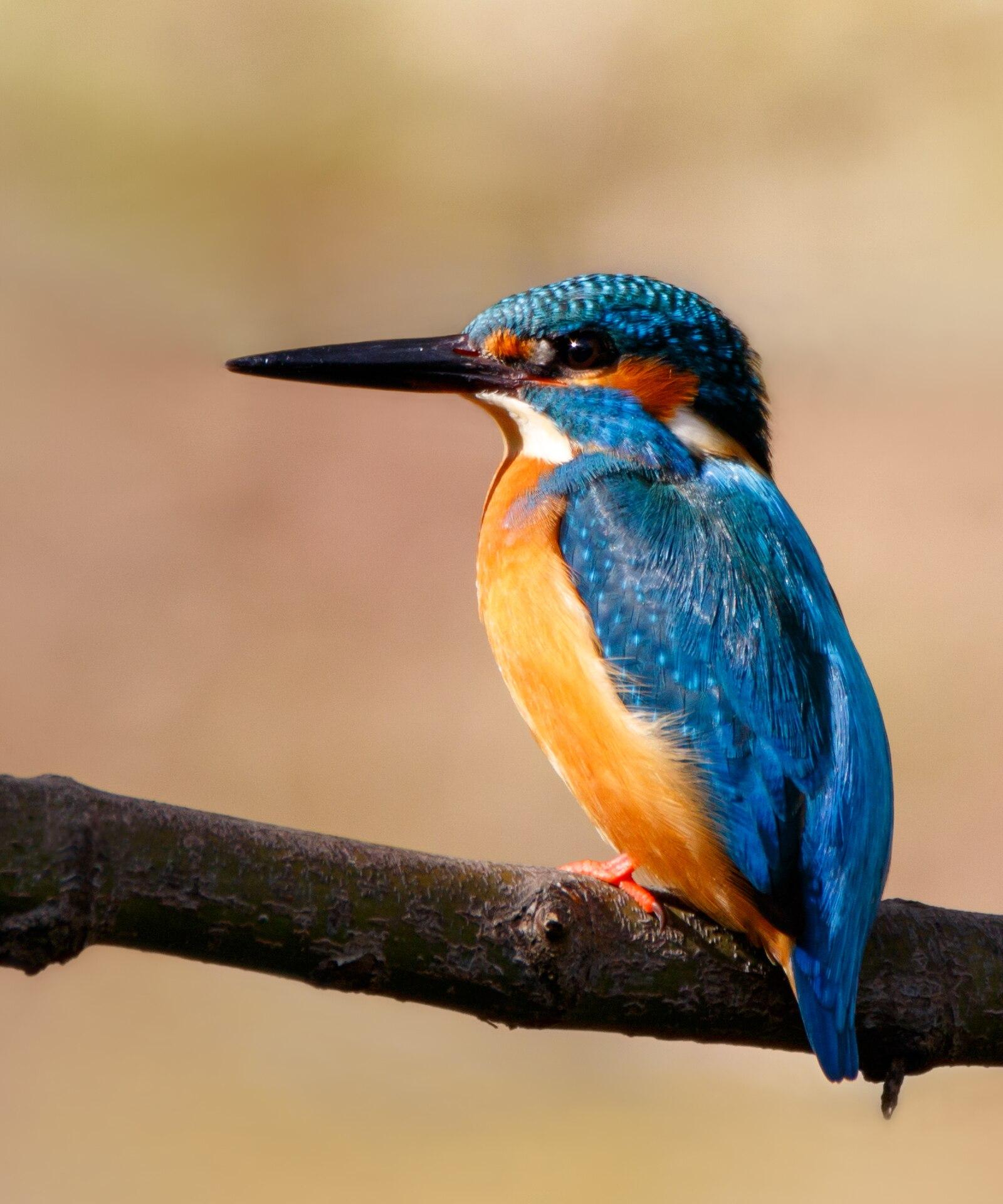 Common kingfisher in Suita, Osaka, December 2016 898 Square