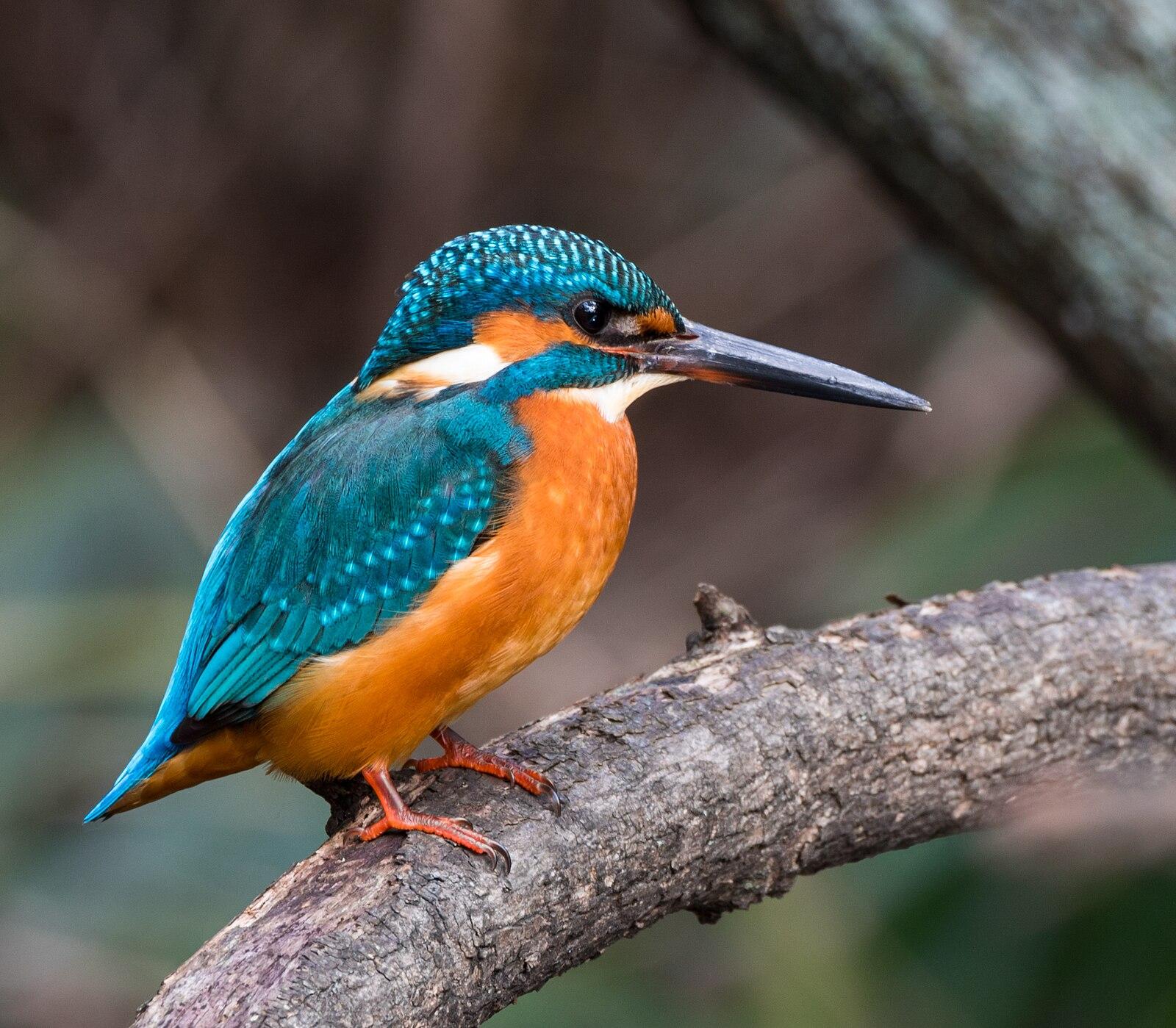 Common kingfisher, Tennōji Park, Osaka, December 2015 III